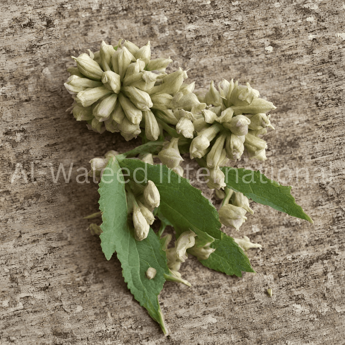 Henbane Seeds (Semen Hyoscyamus Niger) - Al Waleed International