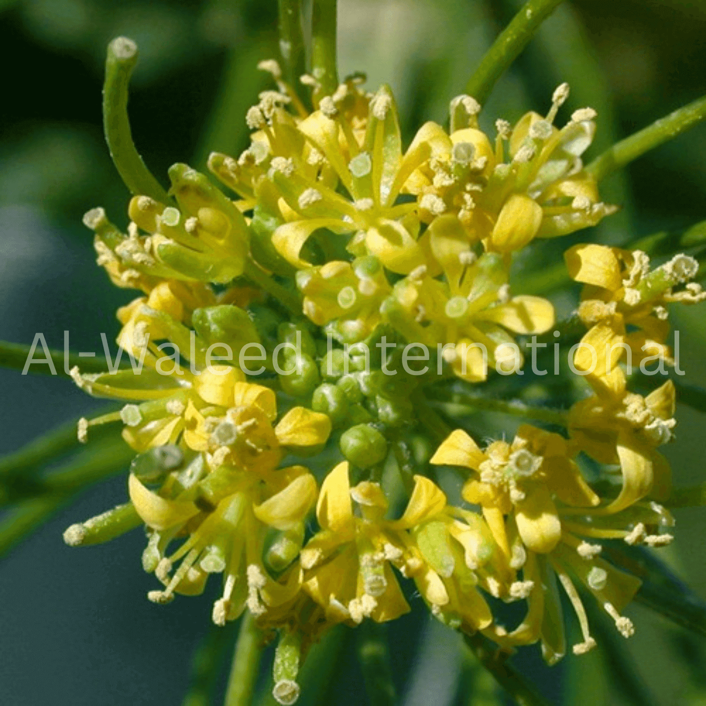 London Rocket | Wild Mustard | Sisymbrium Irio Seeds - Al Waleed International