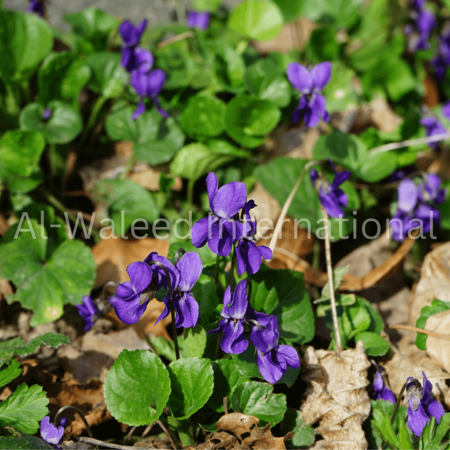 Violet Herb (Viola Odorata) - Al Waleed International