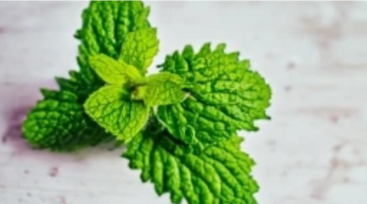 The Freshness of Mint Wild Herb