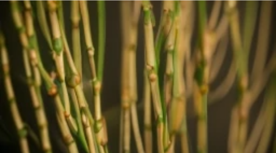 The Ancient Heritage of Ephedra Herb