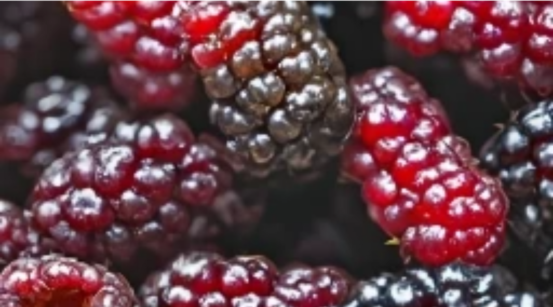 The Sweetness of Mulberry Fruits