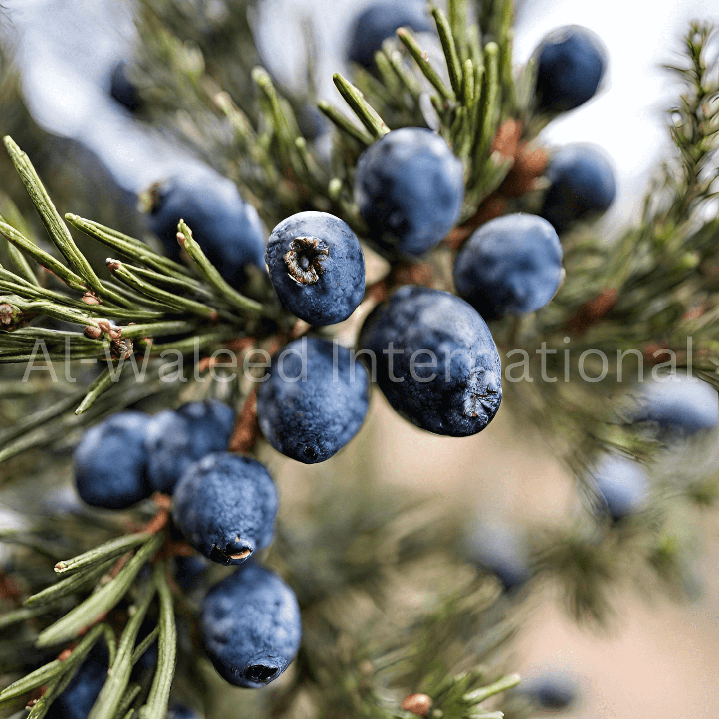 Juniper Berries (Juniperus Communis) - Al Waleed International