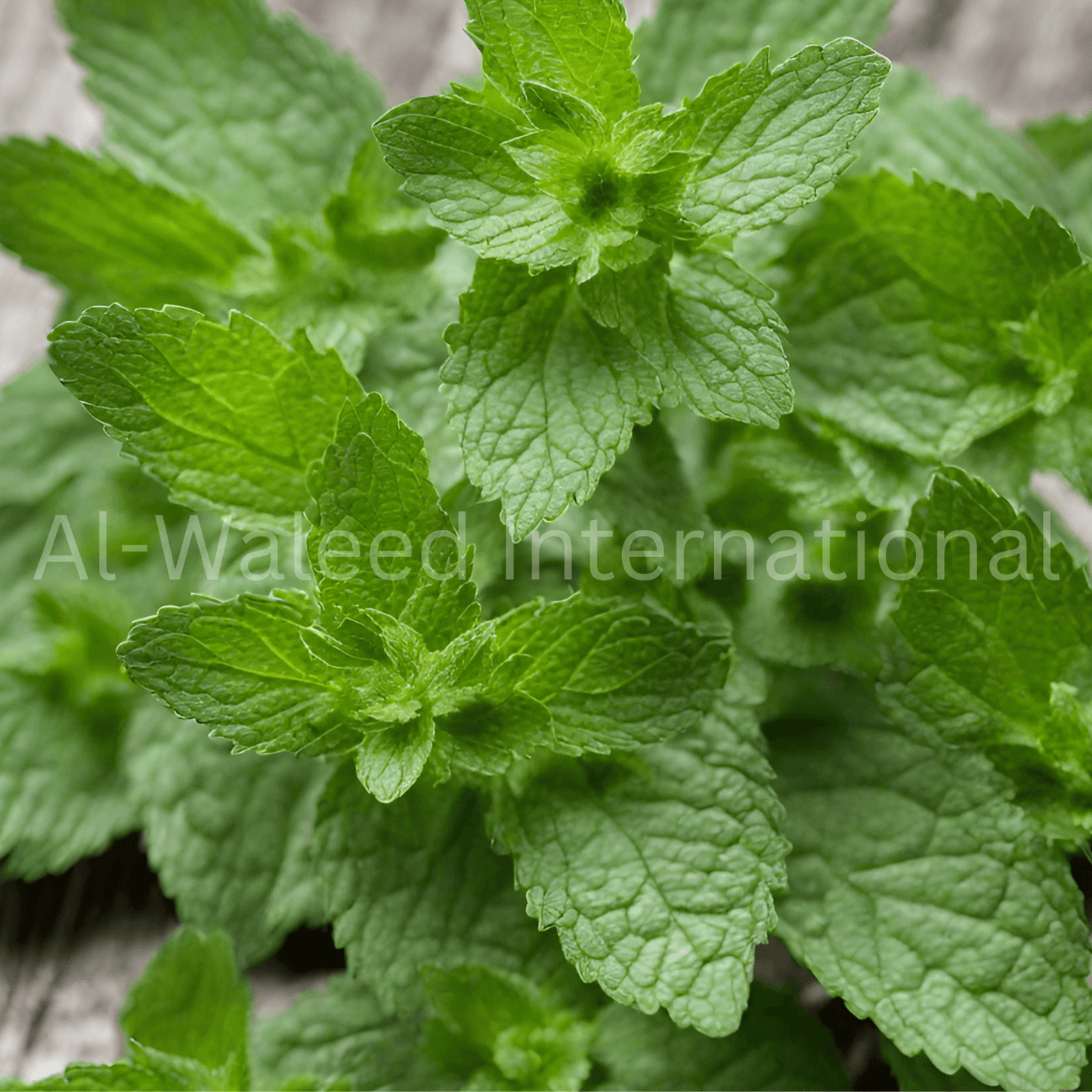 Mint Wild Herb (Mentha Longifolia) - Al Waleed International