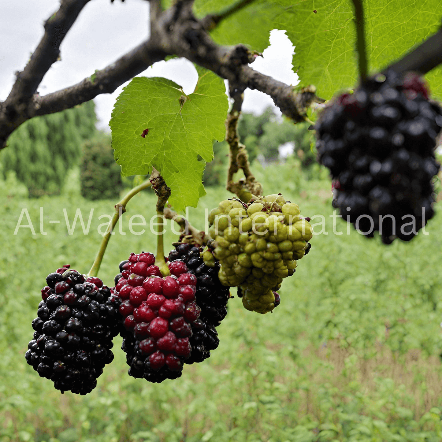 Mulberry Fruits (Morus Alba) - Al Waleed International