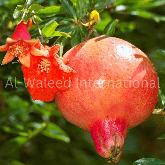 Pomegranate Peels and Flowers (Punica Grantum) - Al Waleed International
