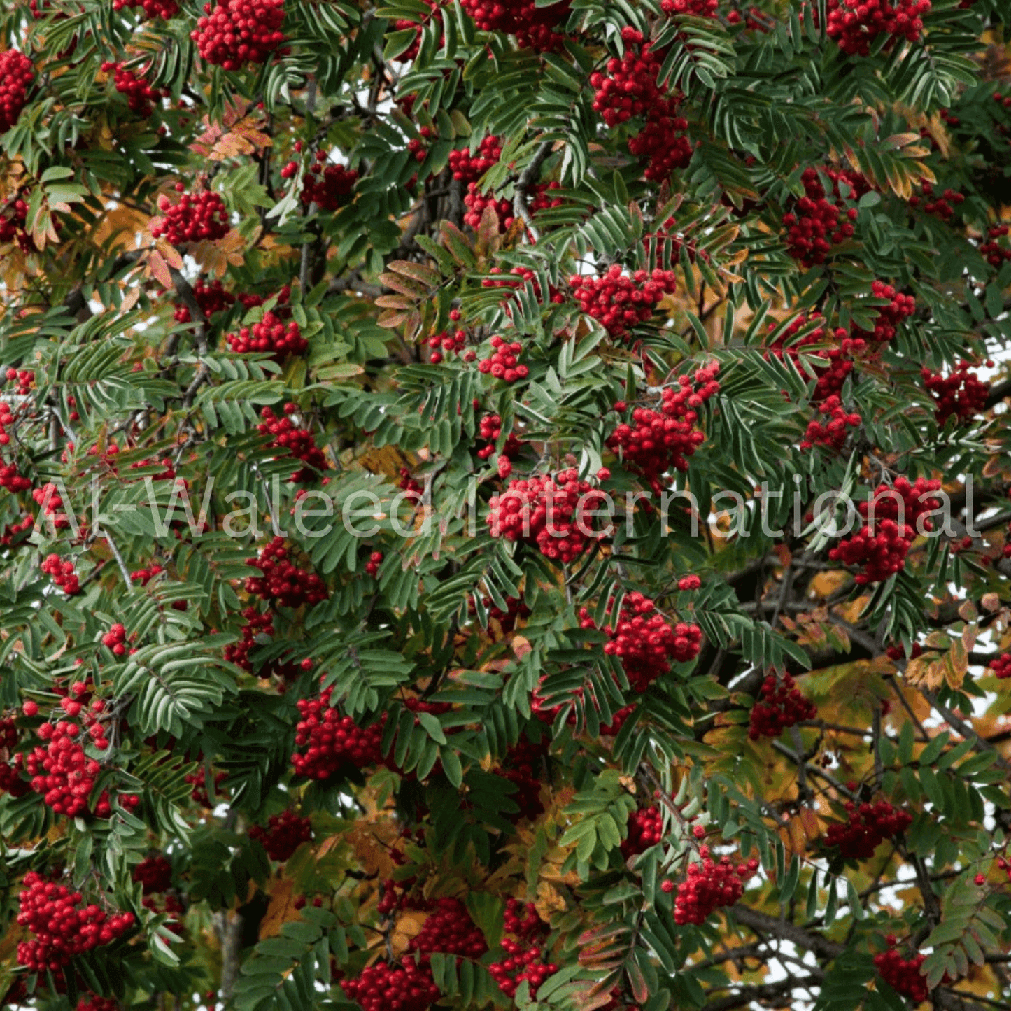 Prickly Ash Berries (Zanthoxylum Alatum) - Al Waleed International