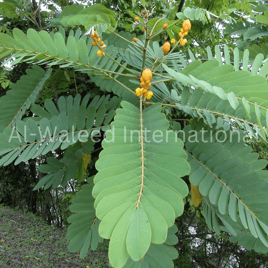 Senna Leaves / Folia Cassia Angustifolia - Al Waleed International