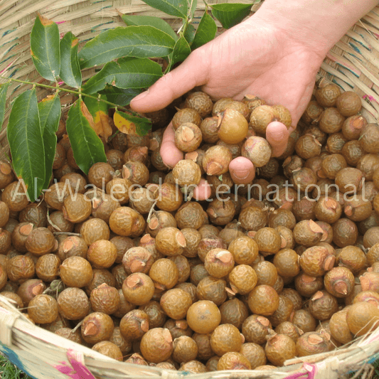 Soapnuts (Sapindus Trifoliatus) - Al Waleed International