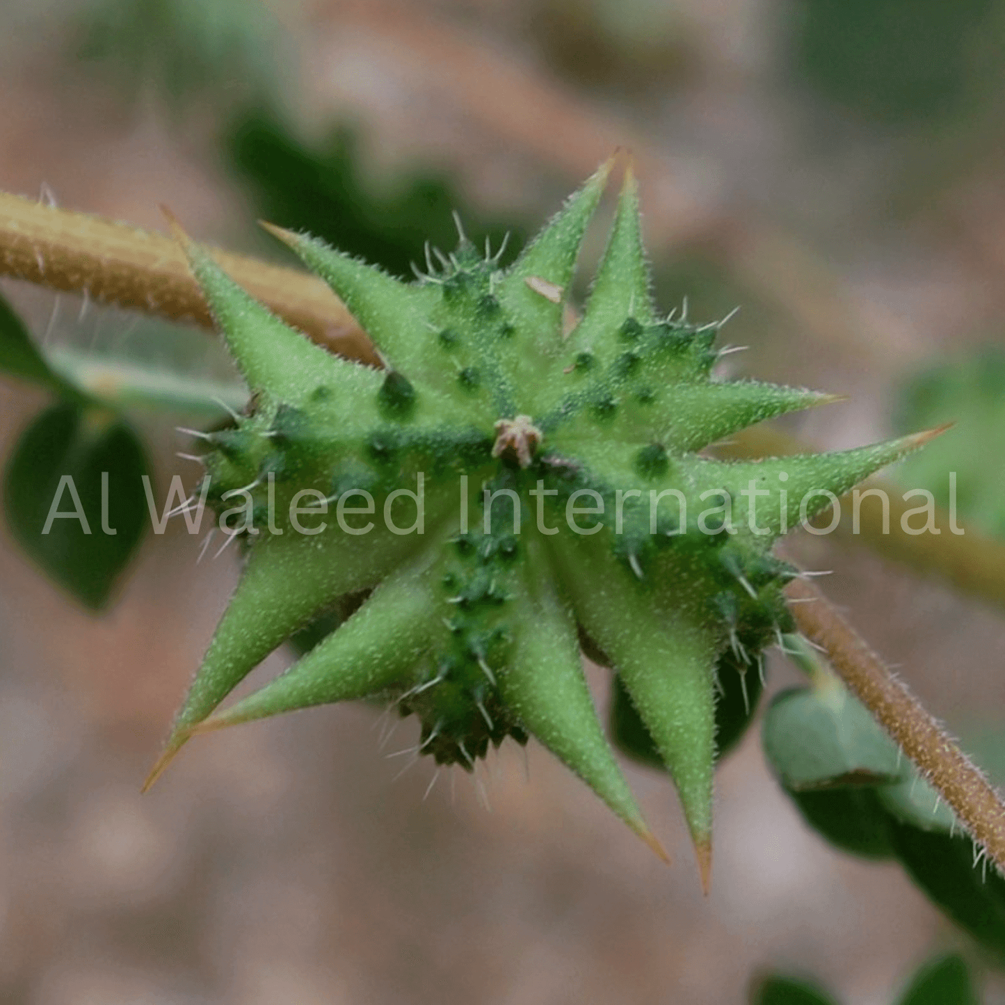 Puncture Vine Fruits (Tribulus Terrestris) - Al Waleed International